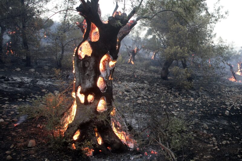 Olive trees burn during a wildfire in Greece climate catastrophe